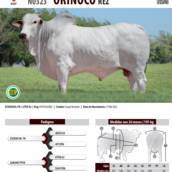 Touro Nelore Orinoco REZ (N0323)