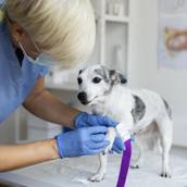 Internação Veterinária em Americana 