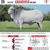 Touro Nelore Grandioso da EAO (N0398)
