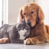 Antroposofia para Animais