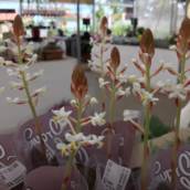 Orquídea Ludisia 