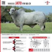 Touro Nelore Jato FIV de CV (NM0505)