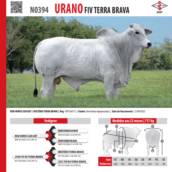 Touro Nelore Urano FIV Terra Brava (N0394)