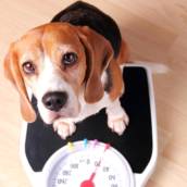 Endocrinologia para Animais