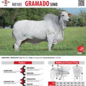 Touro Nelore Gramado SINO (N0105)