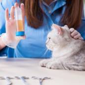 Nefrologia Veterinária