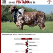 Touro Nelore Pintado FIV RG (NM060)