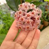 Flor De Cera 