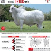 Touro Nelore Inter SINO (N0185)