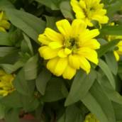 Zinia 