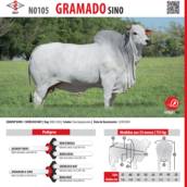 Touro Nelore Gramado SINO (N0105)