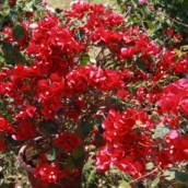 Primavera 