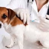 Montamos um protocolo vacinal para seu pet