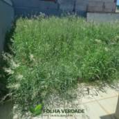 Limpeza e manutenção de terrenos e quintais
