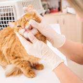 Odontologia Veterinária