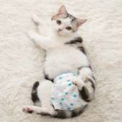Fraldas Descartáveis para Gato
