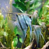 Peixes Ornamentais