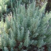 Lavanda (Lavandula angustifolia)