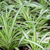 Clorofito (Chlorophytum comosum)