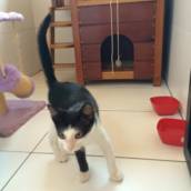 Hotel para Gato