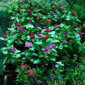 Vincas