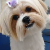 Luna, linda cheirosa e tosada!