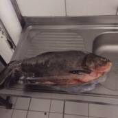 Peixaria Donnini em Avaré