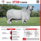 Touro Nelore Uttar TE Mafra (N0224)