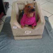 Cadeiras de transporte pet 