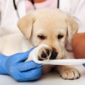 Ortopedia Veterinária