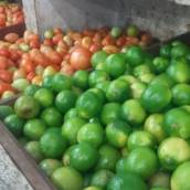 Tomate