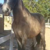 Doma de Cavalo