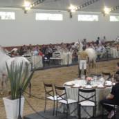 Leilão