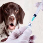 Vacina Antirrabica - Proteção Essencial para o Seu Pet em Assis, SP