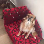 Pet puff (sofa para animais)