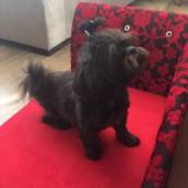 Pet puff (sofa para animais)