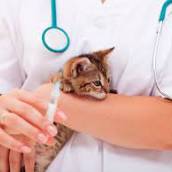 Vacinação de Gatos