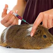 Atendimento a Animais Silvestres