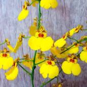 Orquídea Oncidium