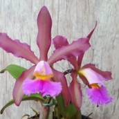 Orquídeas