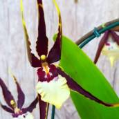 Orquídea