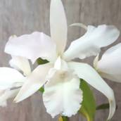 Orquídea inteira branca