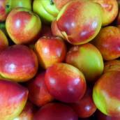 Nectarina