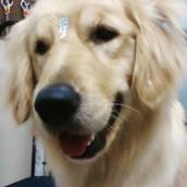 Banho e Tosa