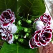 Flores