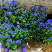Flores