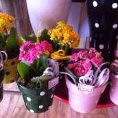 Flores