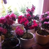Flores