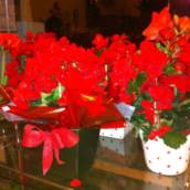 Flores