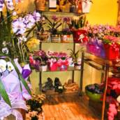Flores